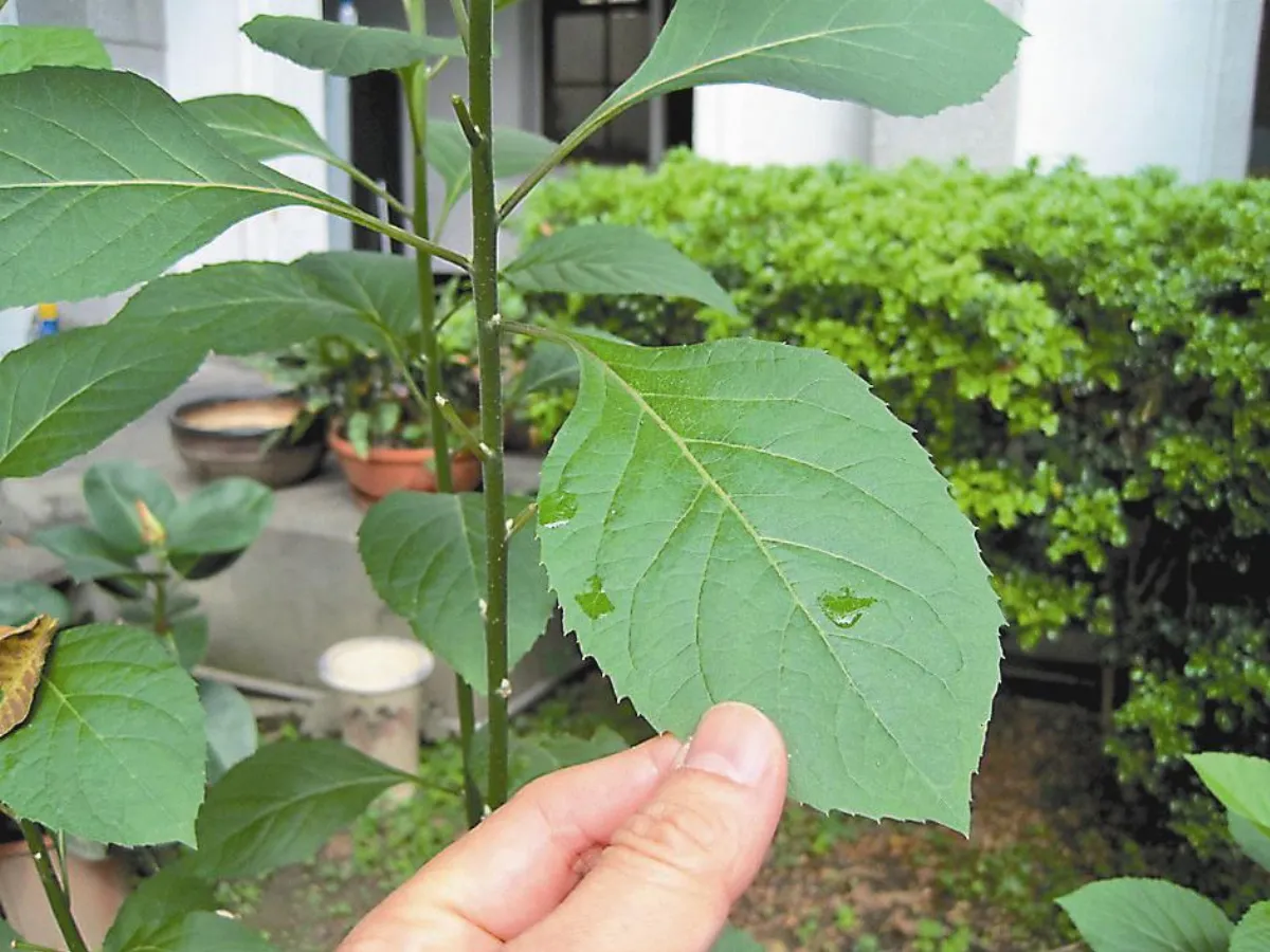 南非葉 亂吃肝腎衰竭