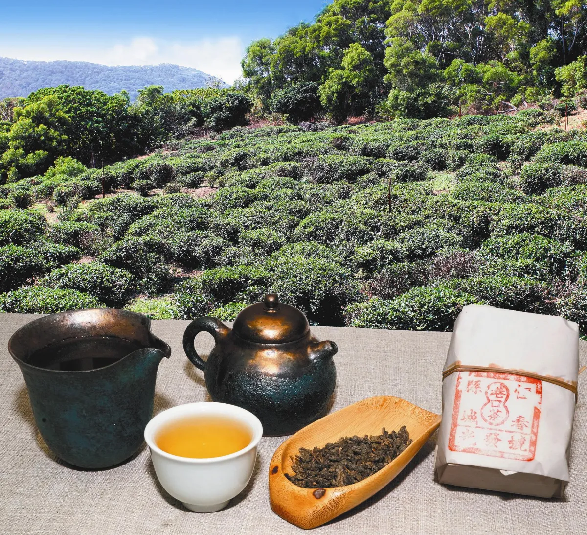 茶來茶去 落山風吹拂下的實生茶奇蹟