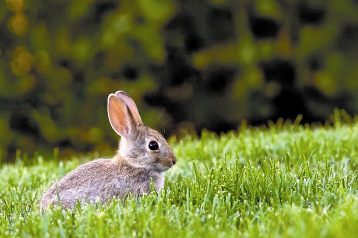 兔市蹦跳 3招跟上tempo