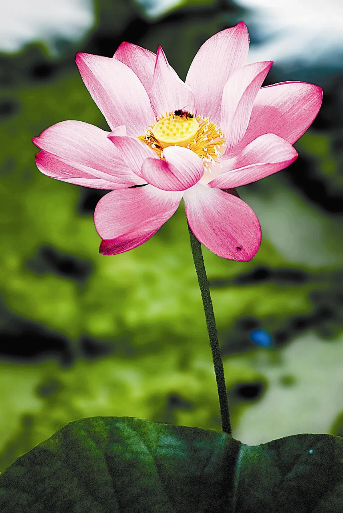 花開禪心    佛性