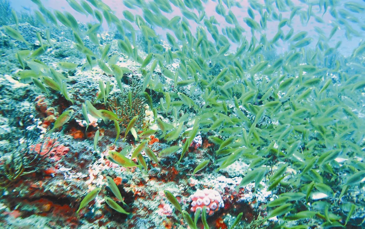 保育海洋 呵護地球