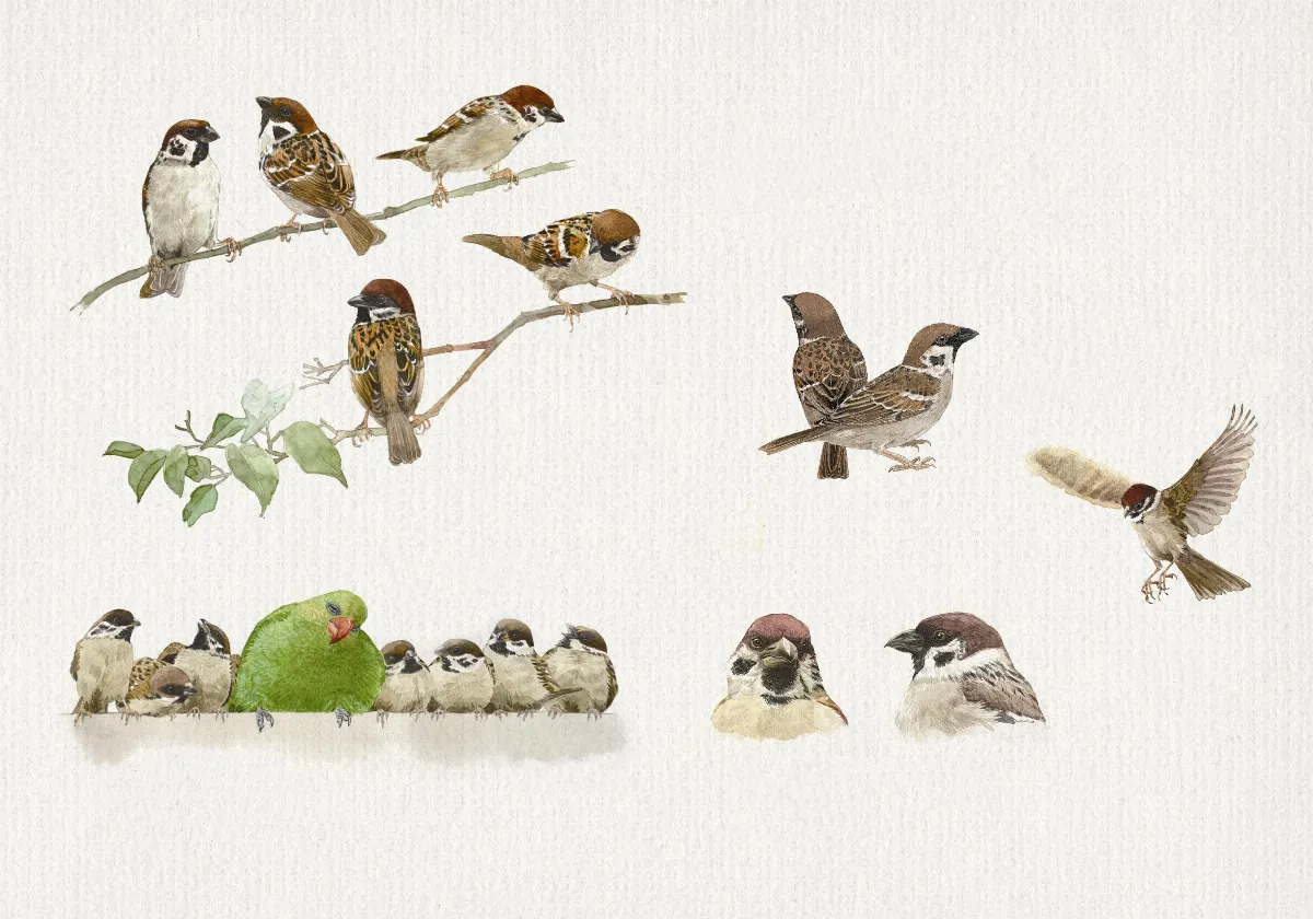 認識野鳥鄰居 零距離的生態教育 ——讀《野鳥的祕密》和《我的翎毛朋友》