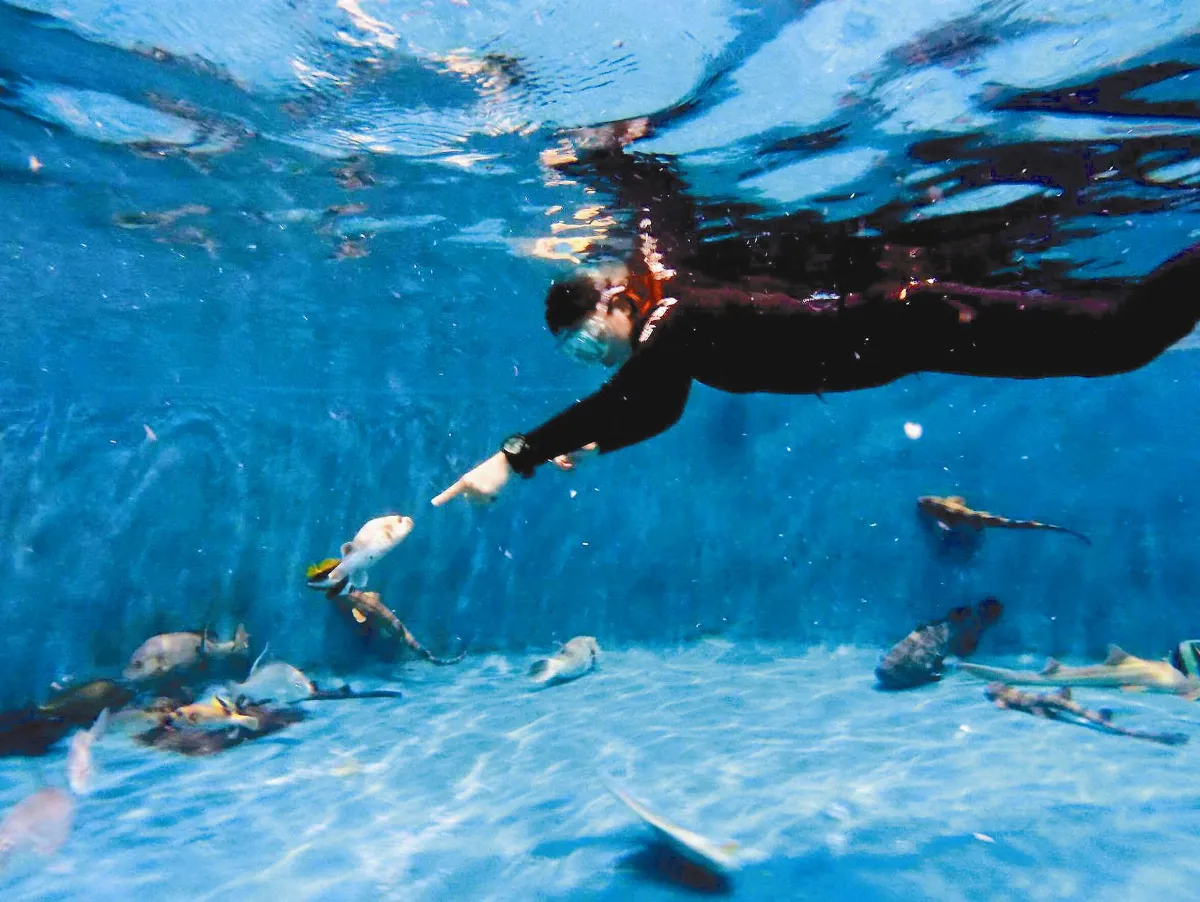 人工餵魚 水中見柔情
