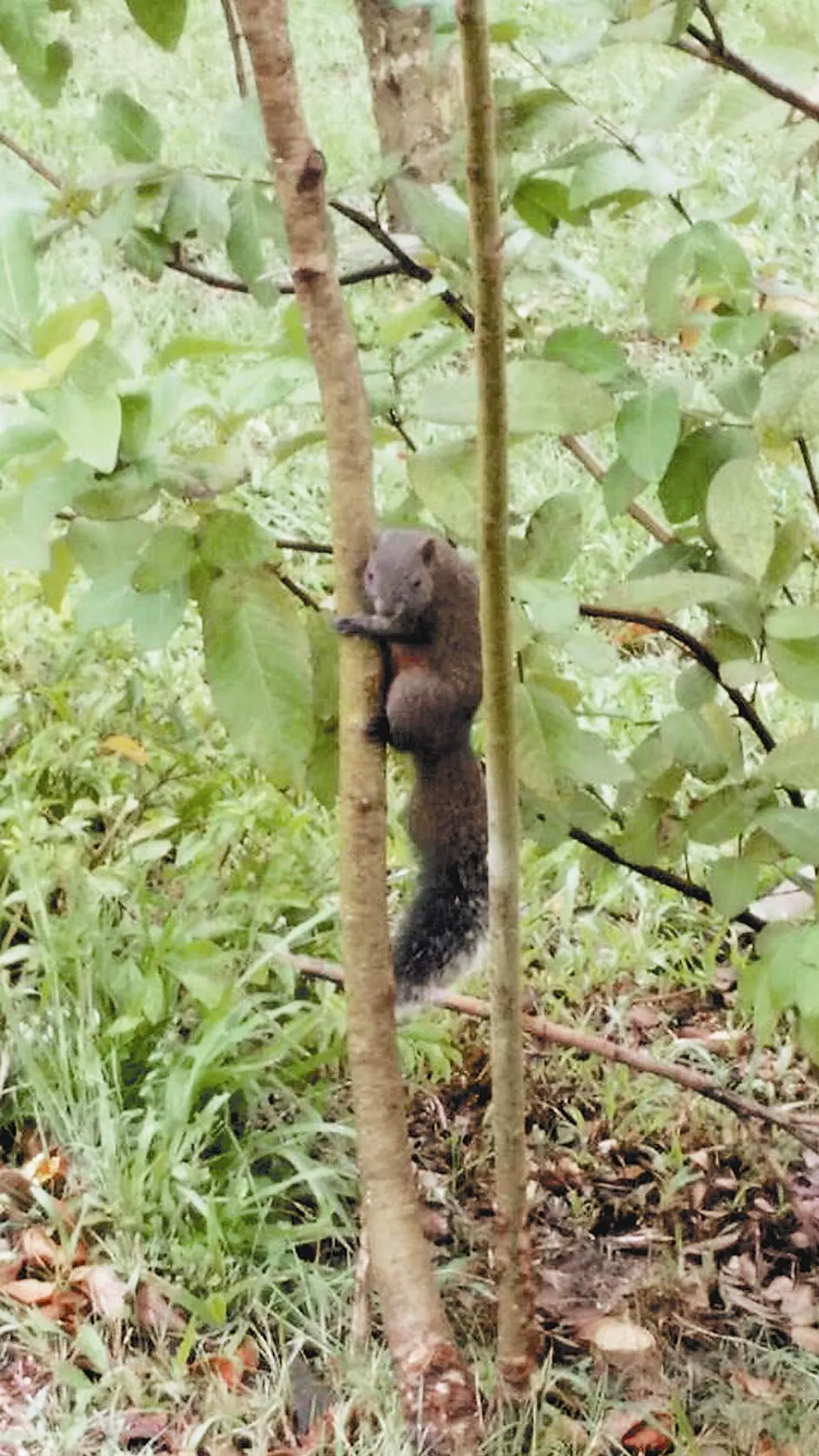 公園巧遇松鼠