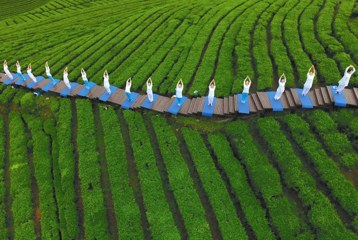 茶園瑜伽 輝映成趣