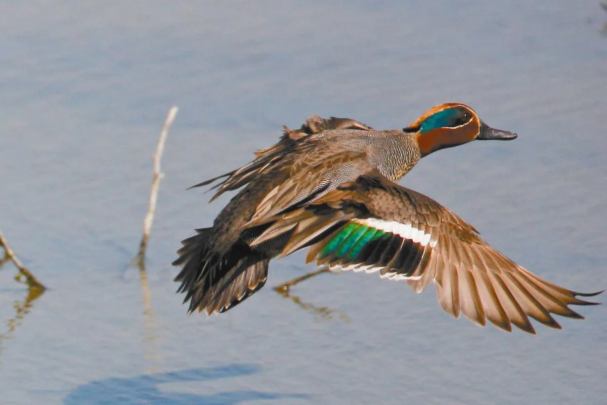 奇妙生物 中文鳥名大不同❷