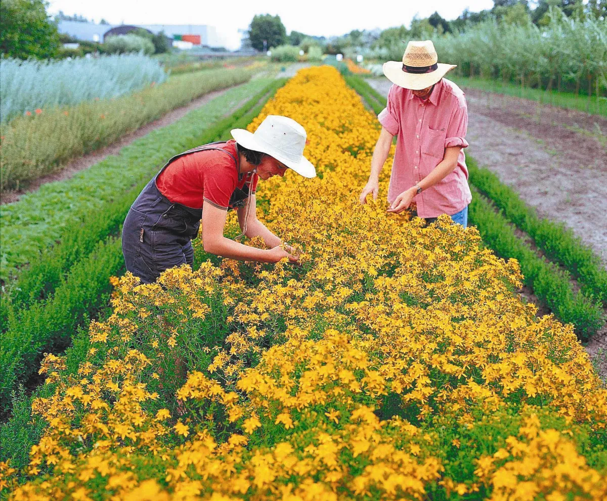 日耳曼媳婦異國手札 德式自然身心靈療法
