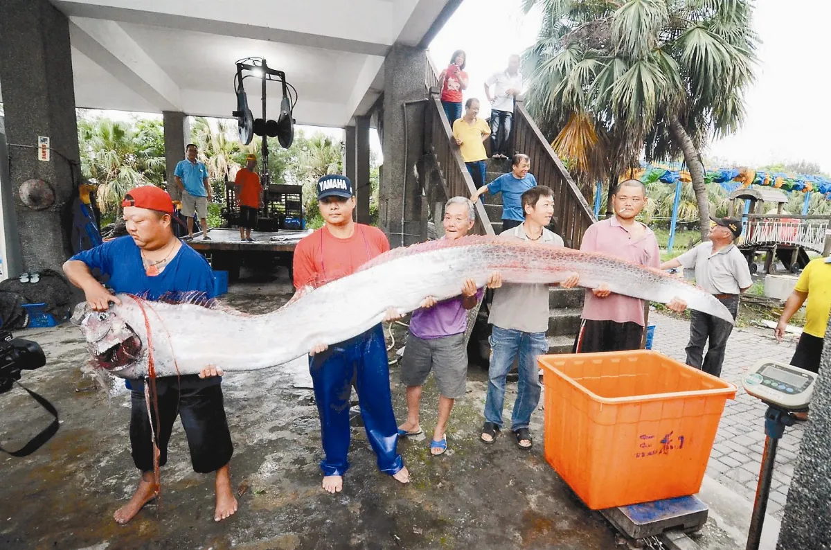 花蓮連31震 地震魚現蹤