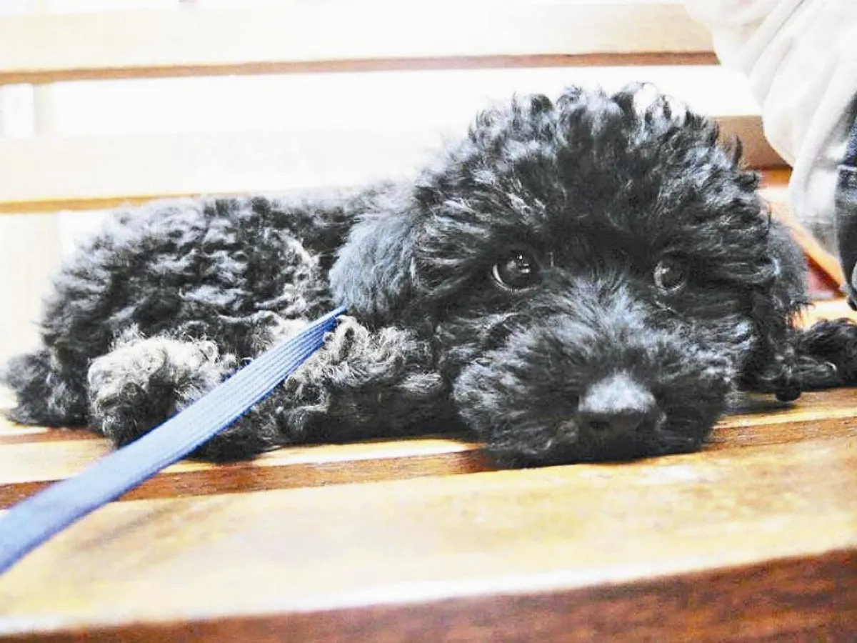 寵物一家親 望犬成龍？