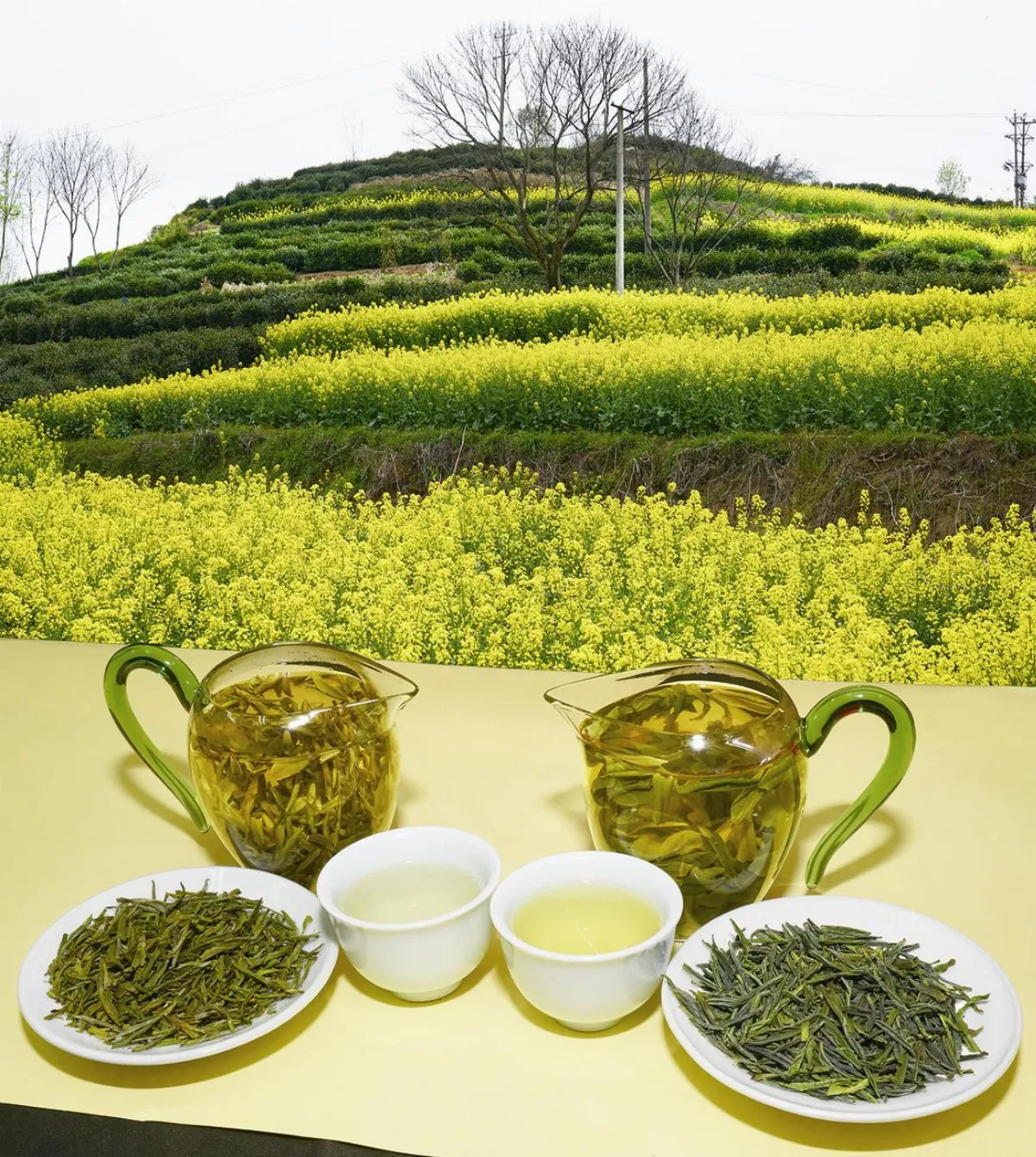 茶來茶去 六安瓜片與霍山黃芽