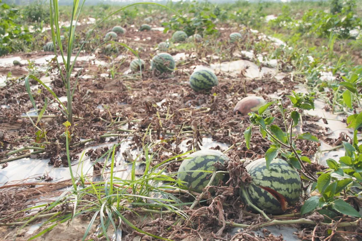 鹿草沒瓜可賣 改辦西瓜盃路跑