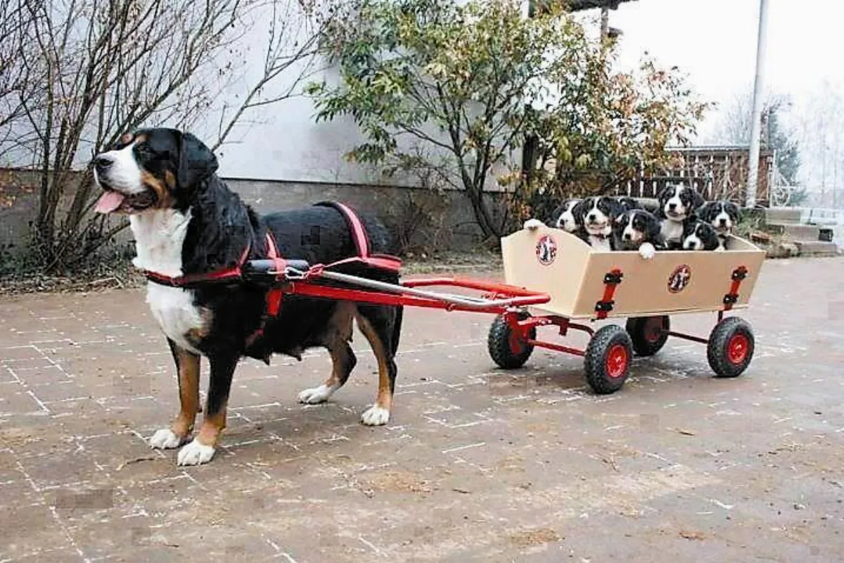 生活快門 母帶子