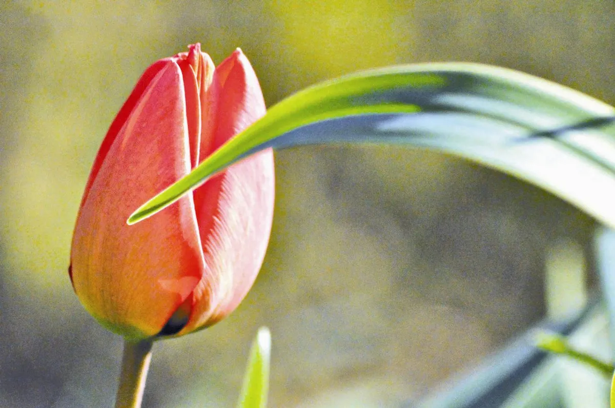 5-6月主題 花園 謎樣的鬱金香