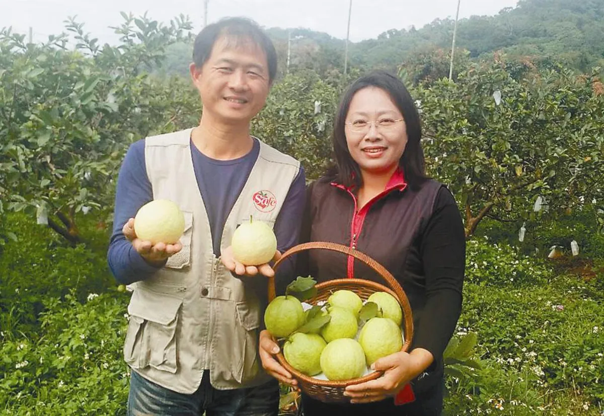 護士改行種芭樂  目標中部第一