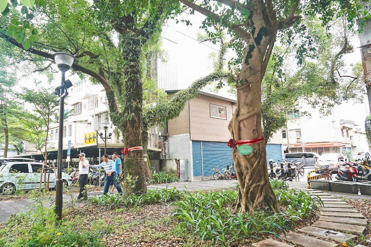 護羅大佑童年老樹 闢廣場徒步區