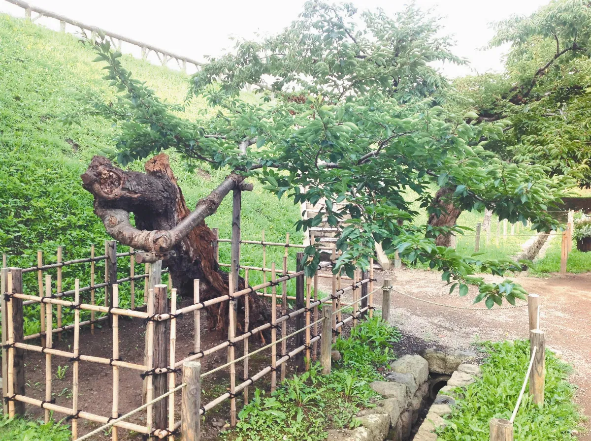 【人間植物禪】 歡迎光臨
