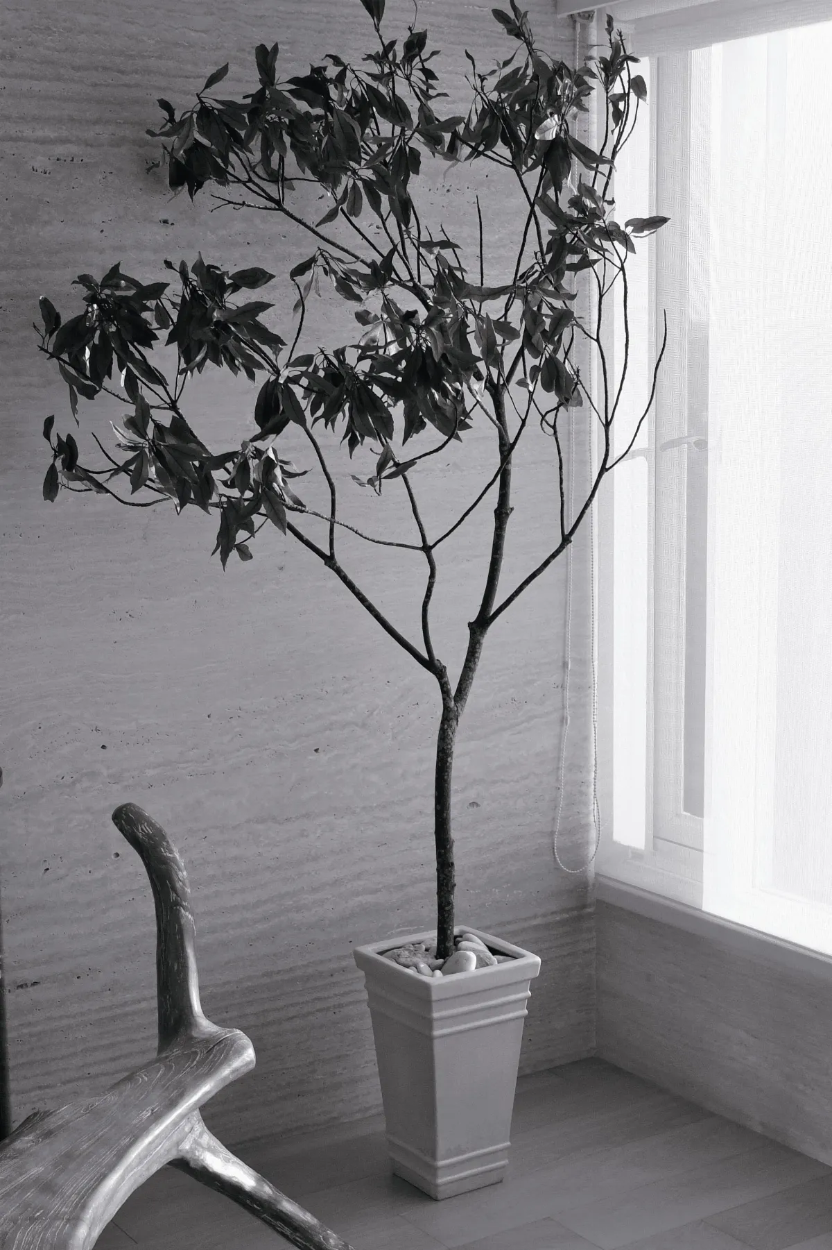 讀人讀景 枯樹的示相