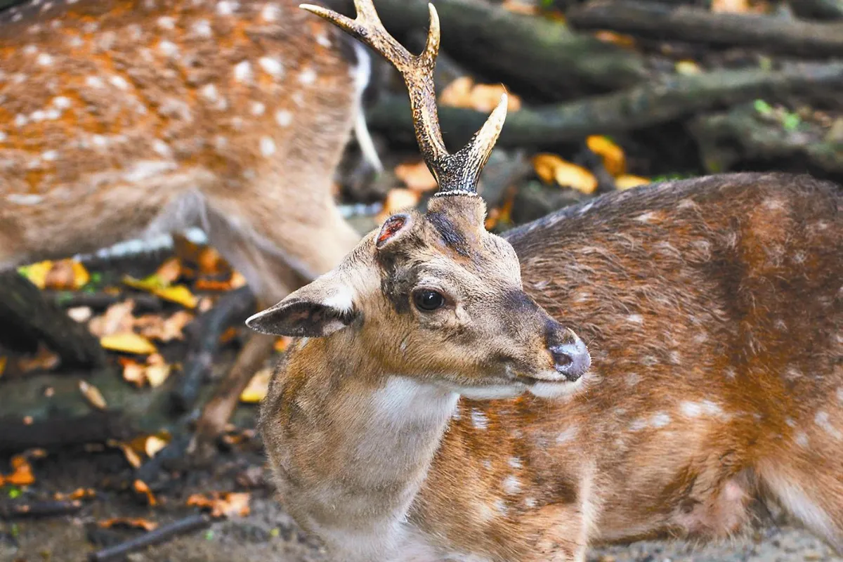 動物小百科 鹿角與鹿毛