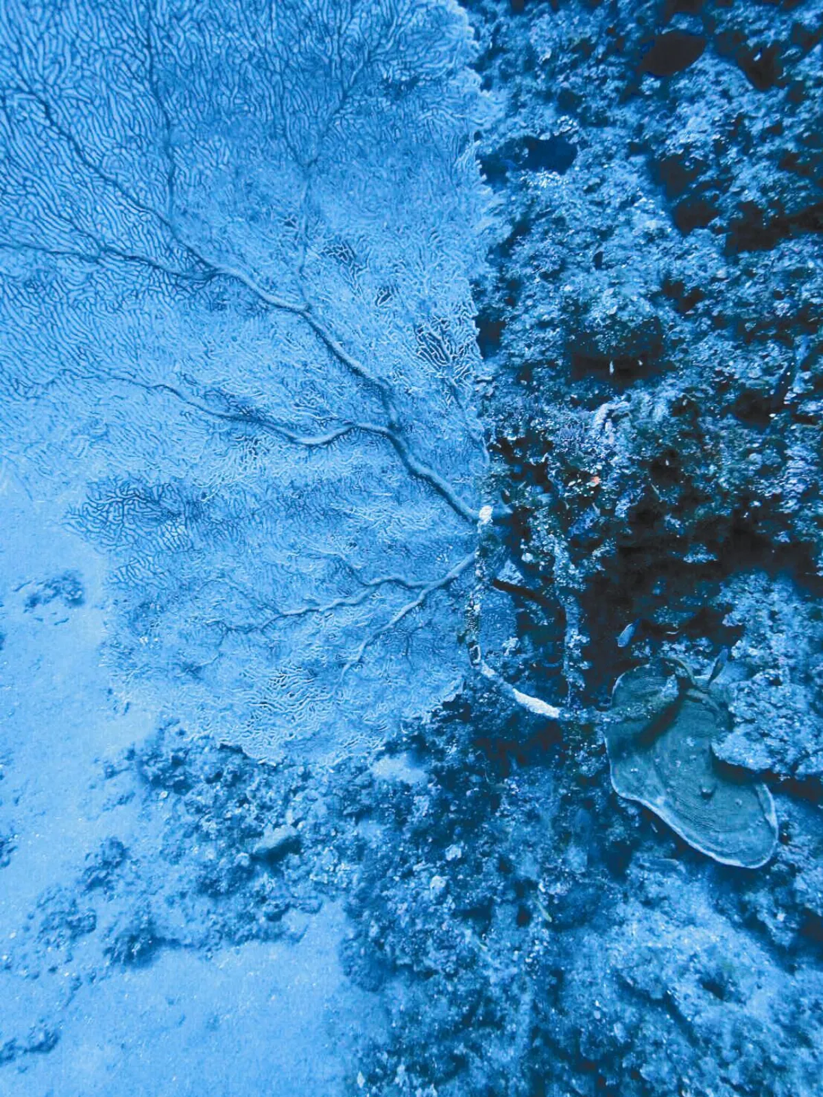 蘭嶼大海扇遭盜採 整片消失