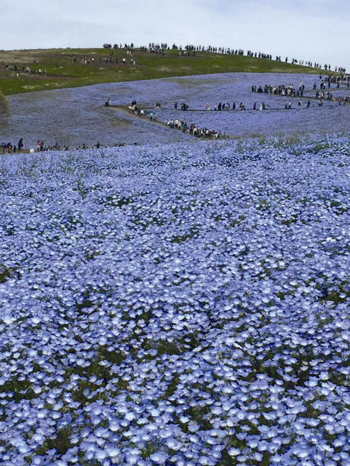 主婦小風景 與花有約