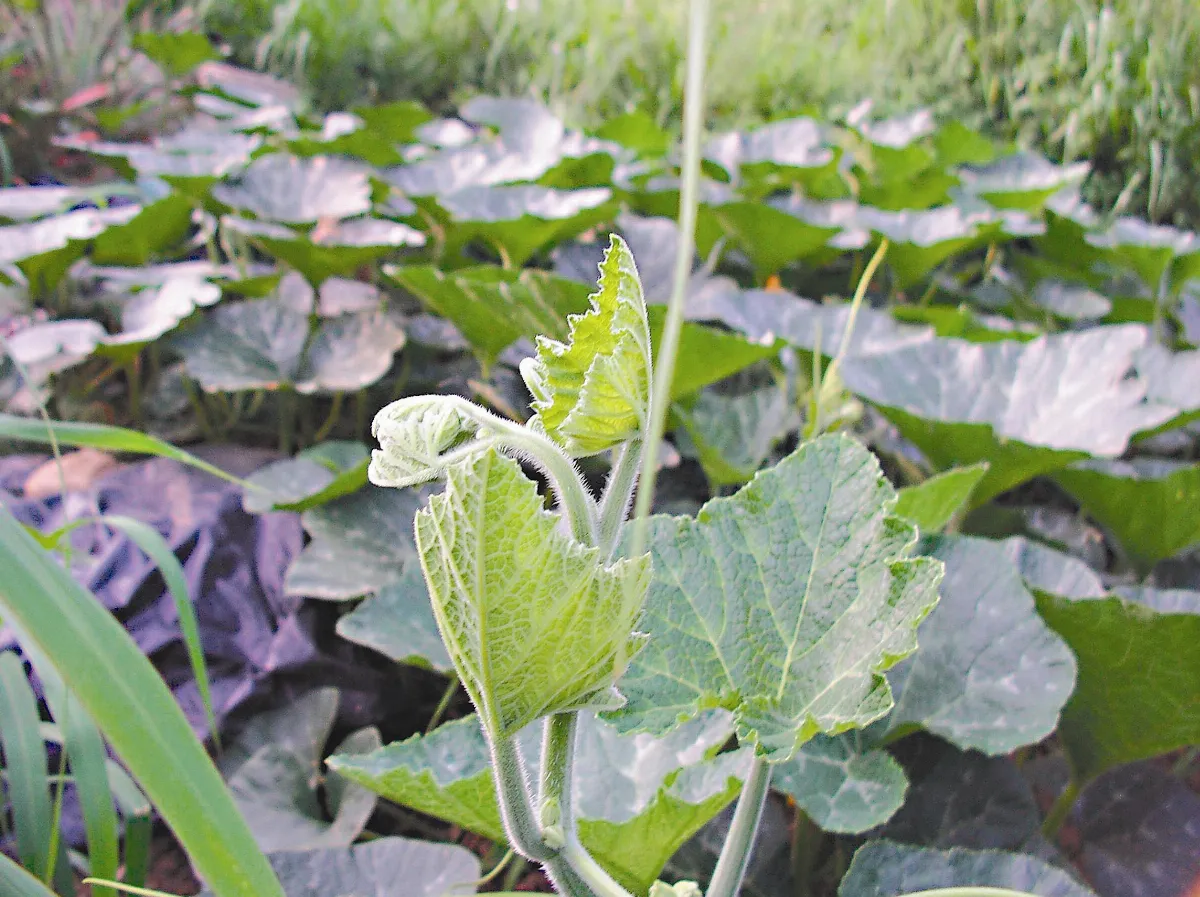 天然園 南瓜葉芯 健康蔬食餐