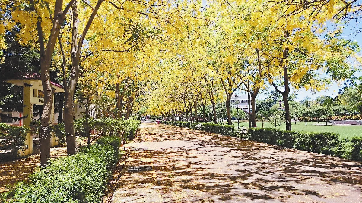 夏季私房景點 阿勃勒黃金隧道 鳳凰花開追火車