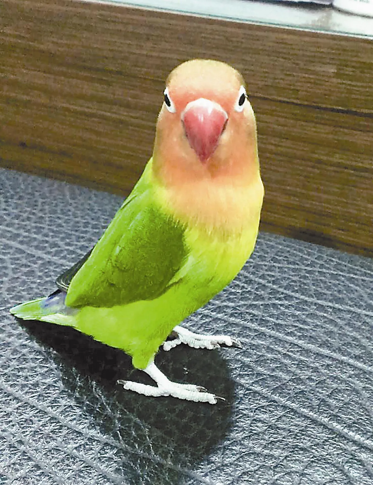 寵物一家親 長壽鳥阿丹