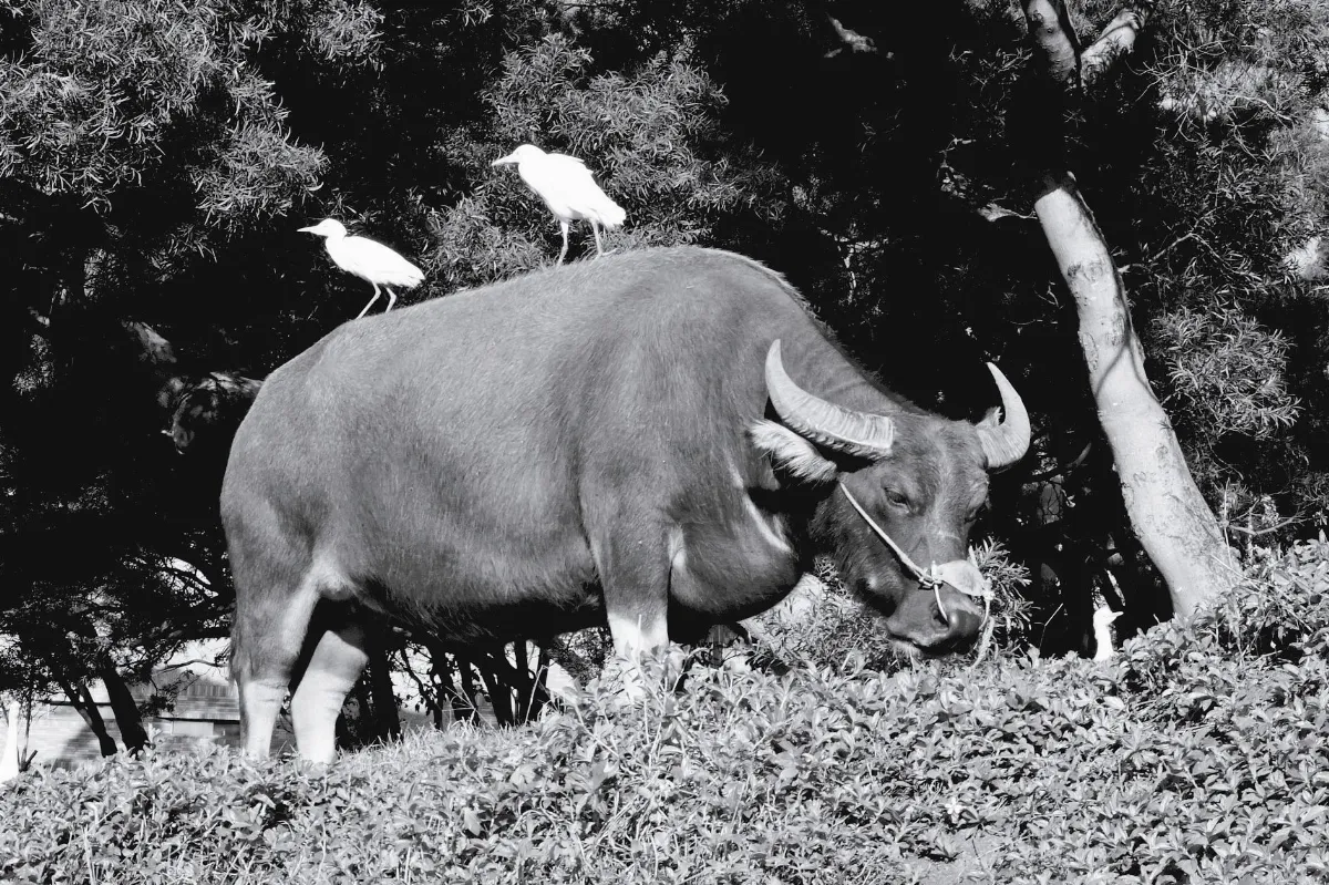 讀人讀景 再見校牛