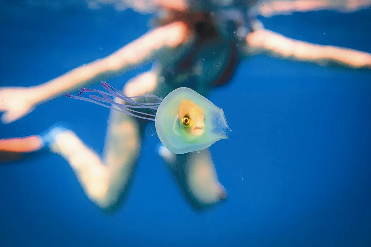 鰺魚落難？水母護魚？