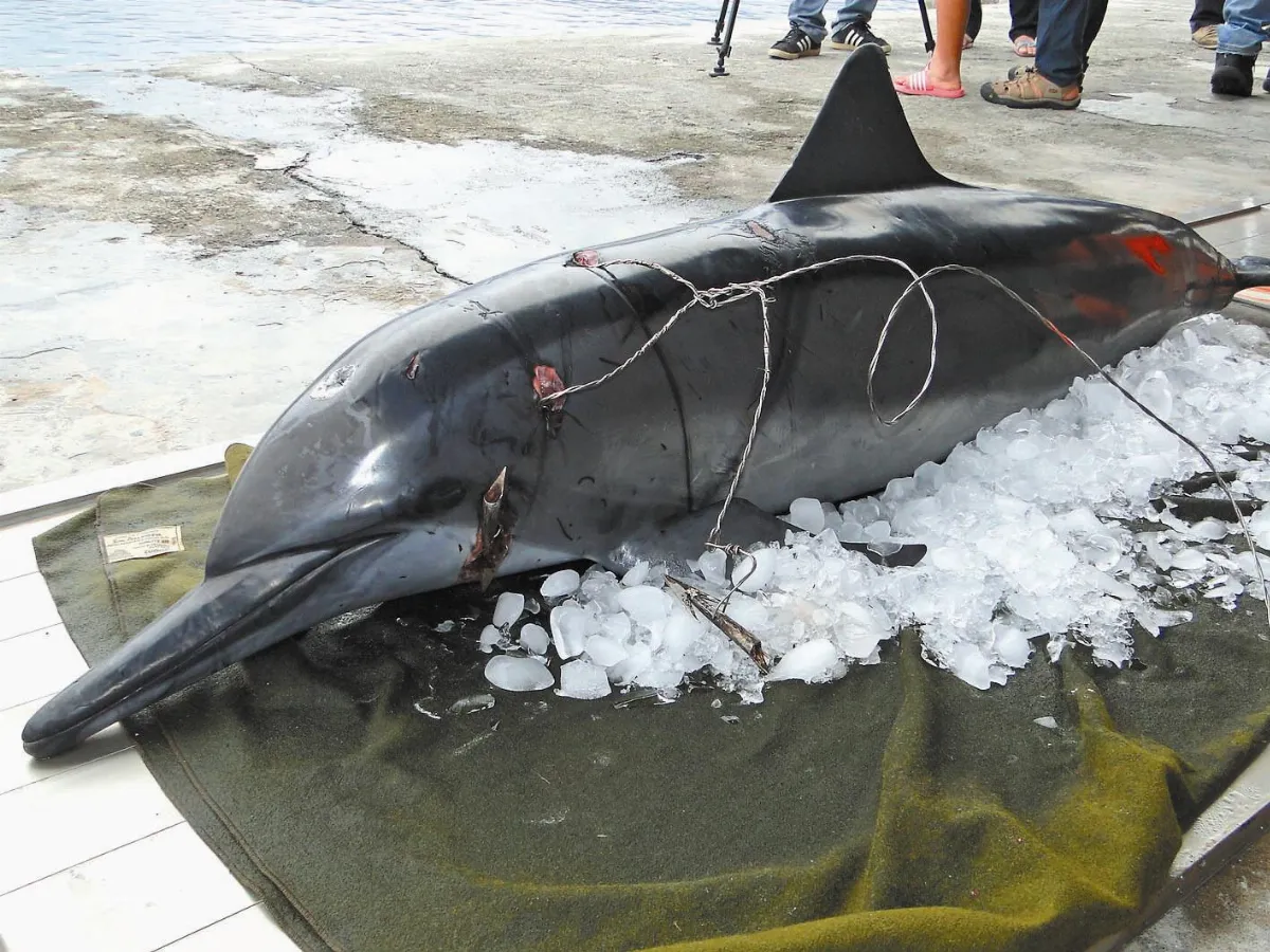 保育動物 飛旋海豚被射殺