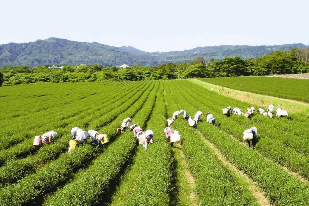 旅遊大小事 宜基嘉屏彰  美食最吸客