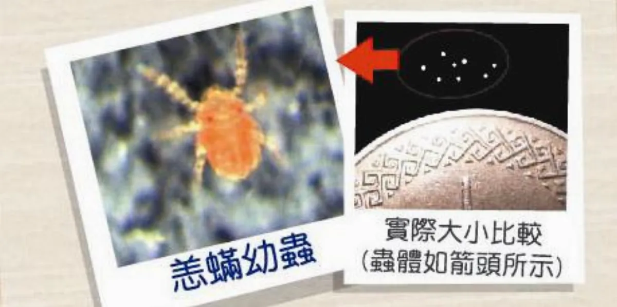 恙蟲多 新北高雄病例倍增