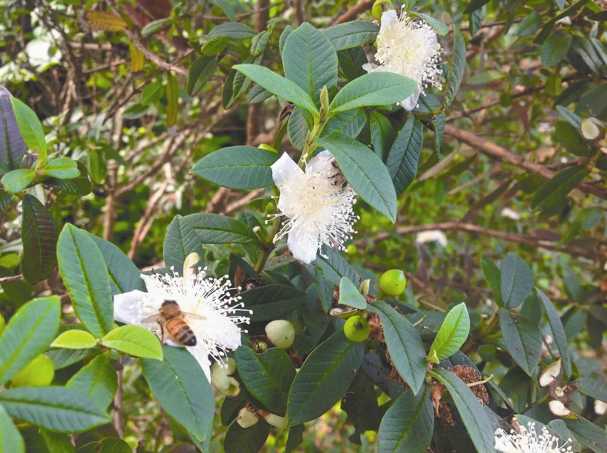 【人間植物禪】 香拔拉