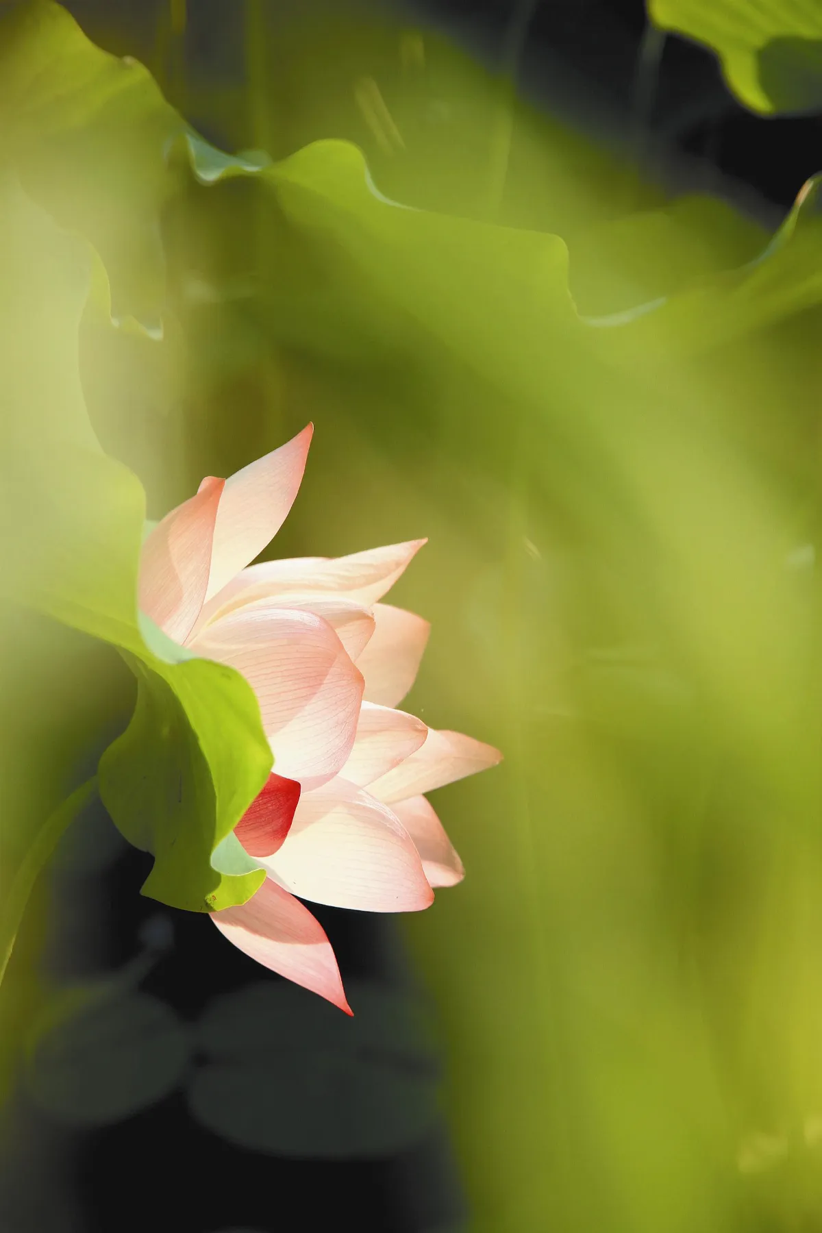 素人攝影 春風流麗百花間