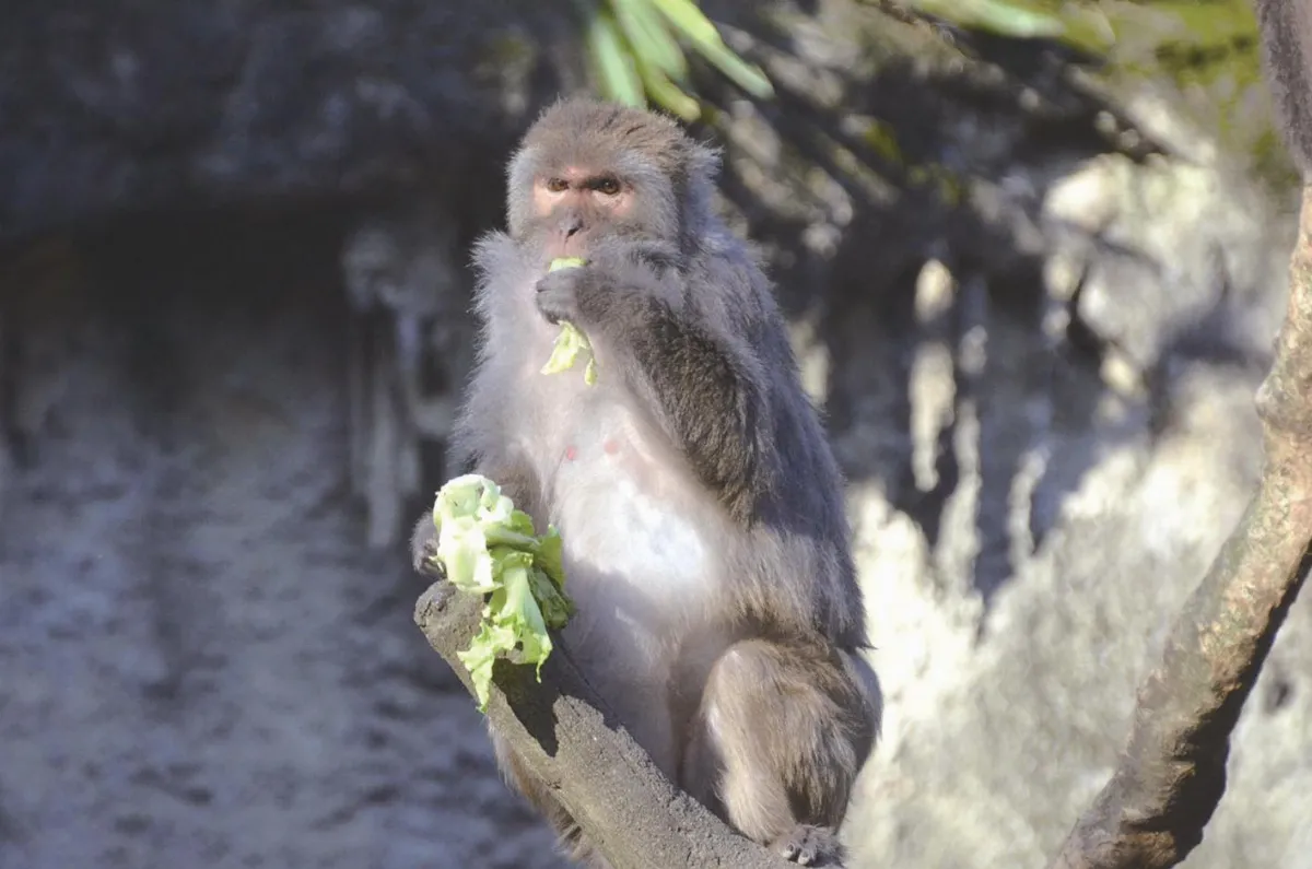 獼猴早餐 一份50元？