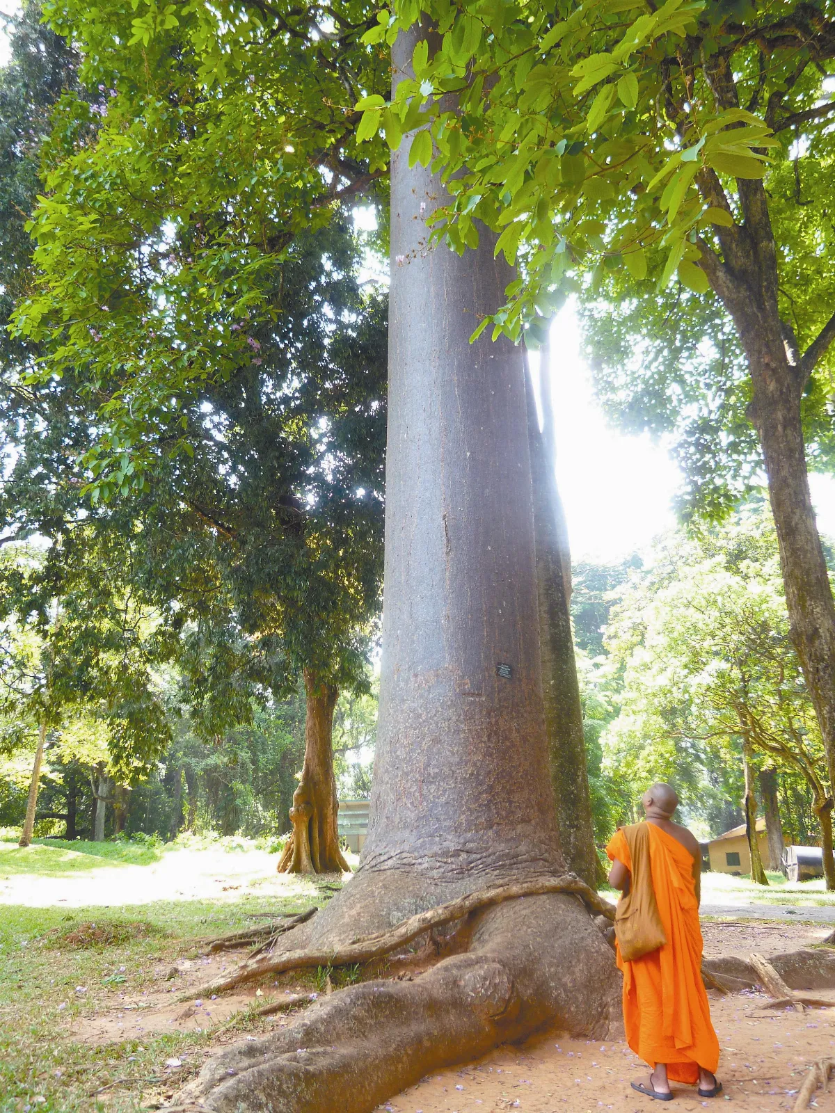 【心．視界】&emsp; 仰望