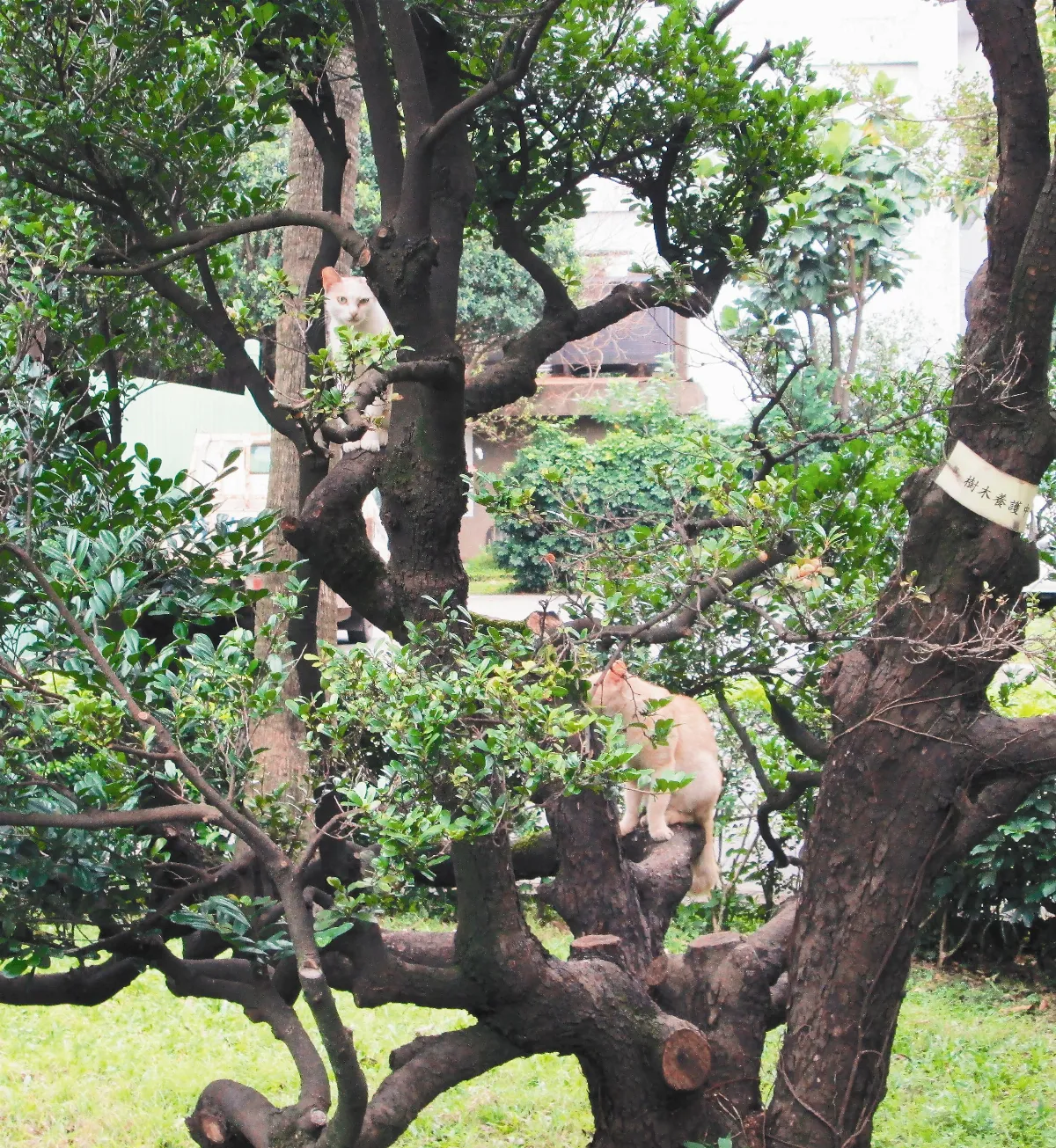 生活快門 貓兄貓弟
