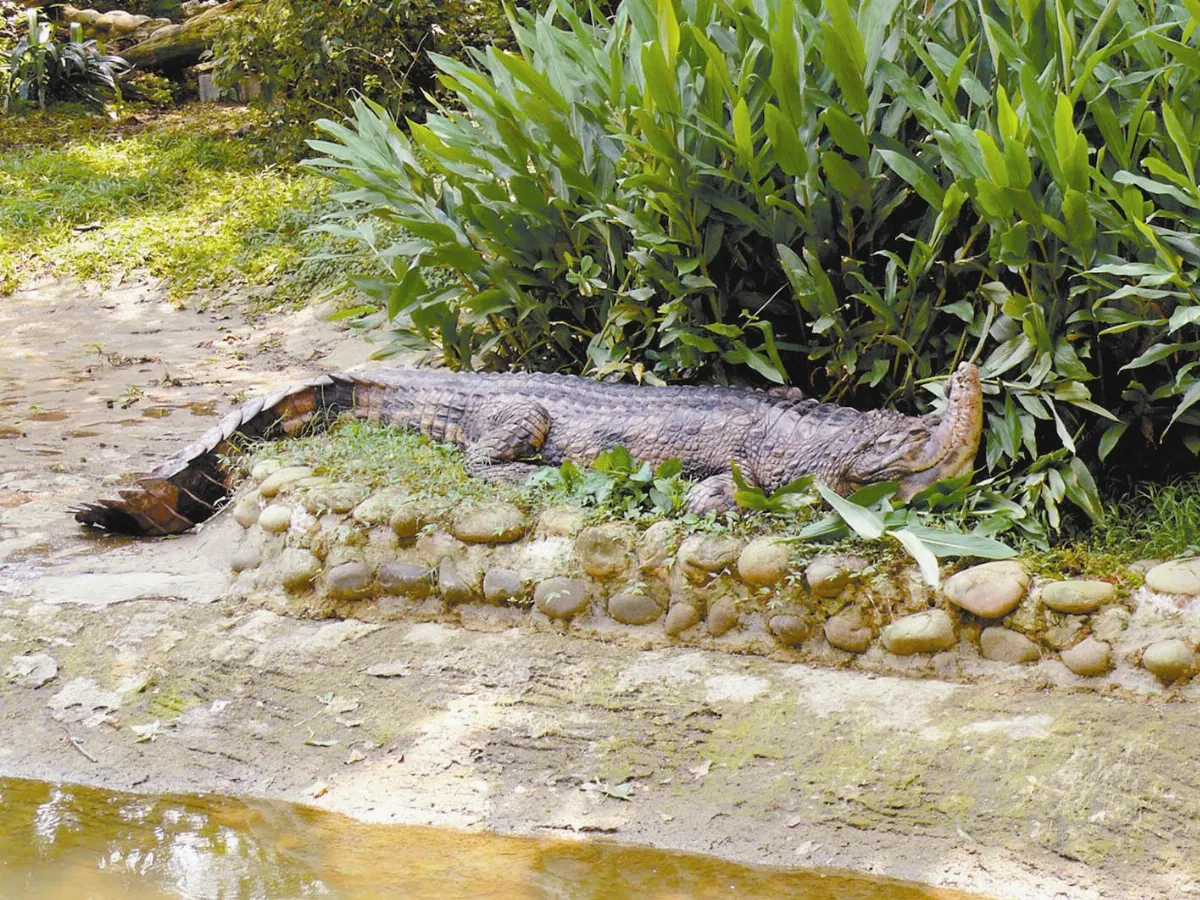 收容動物也有春天