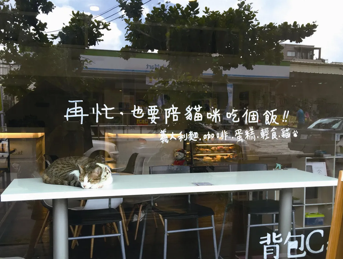 生活快門 貓咪也寂寞