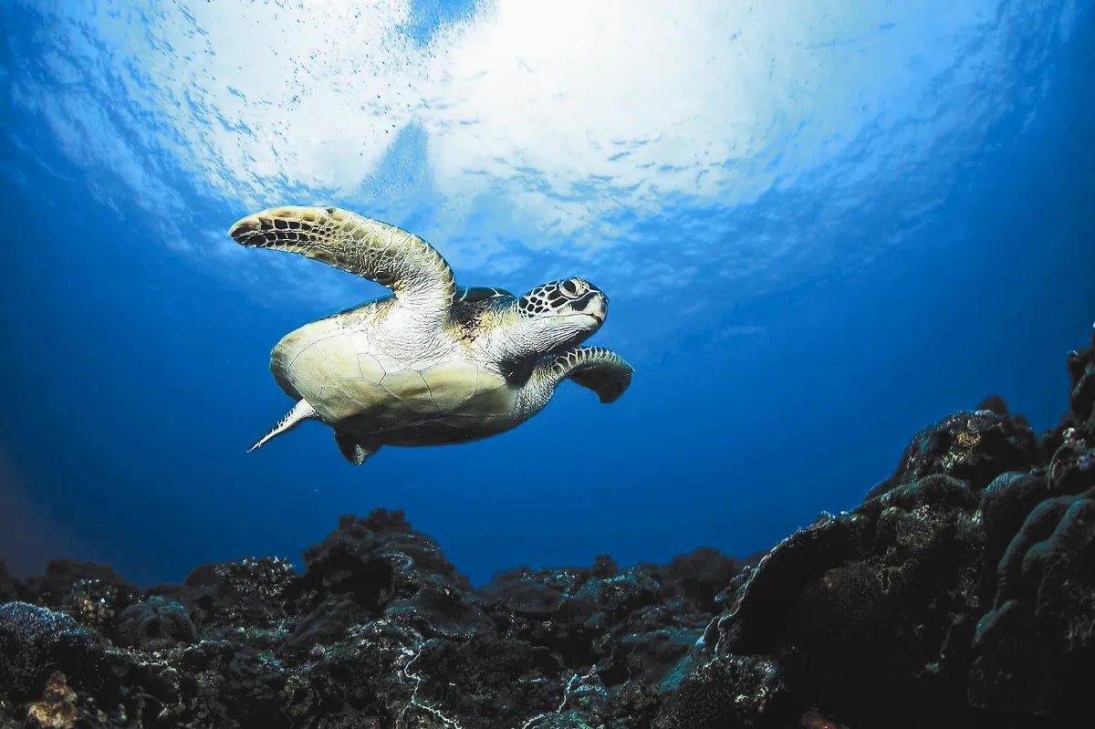 島人攝影巴黎摘銅 琉球海龜紅到國外