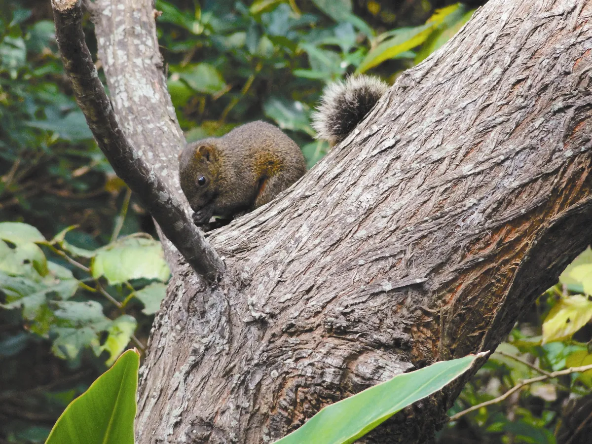 【人間植物禪】 松鼠是敵是友