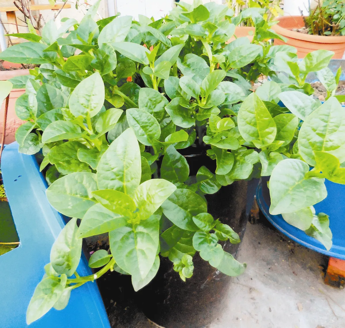 盆栽種菜 綠意盎然