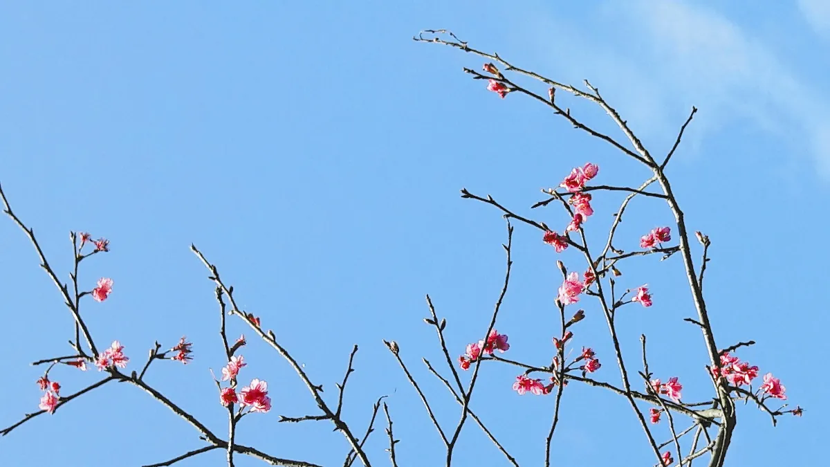 生命話語 靜心．淨心