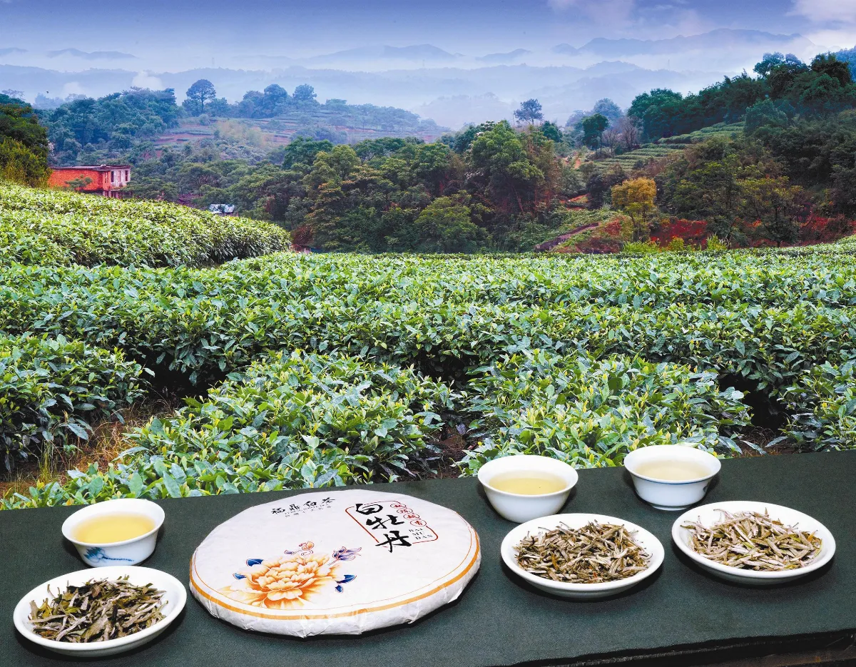 茶來茶去 福鼎白琳鎮尋訪霧頂銀芽