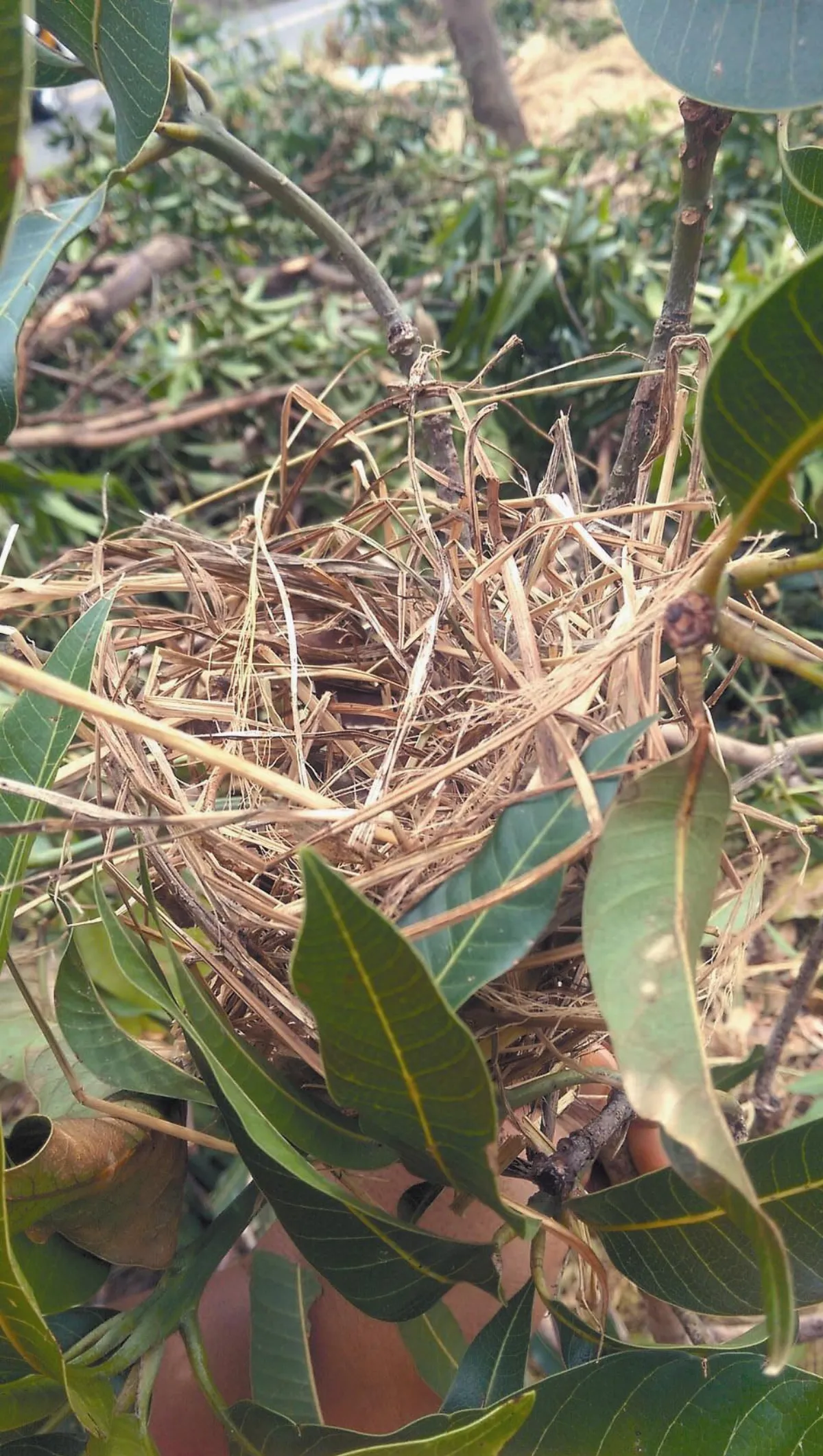 樹禿了 家沒了 鳥類遇浩劫