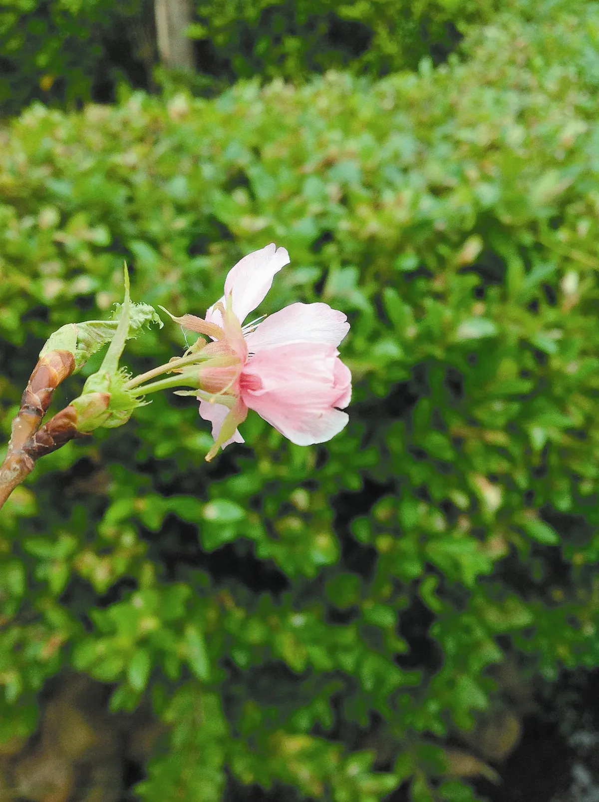 【人間植物禪】花會寂寞嗎