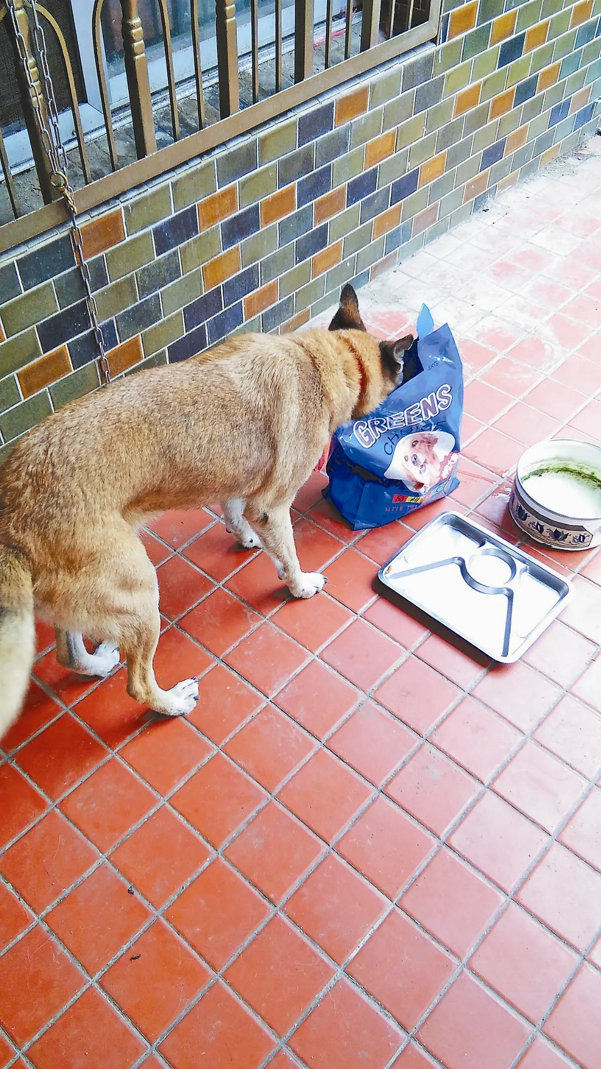 寵物一家親 護家、護食的小土