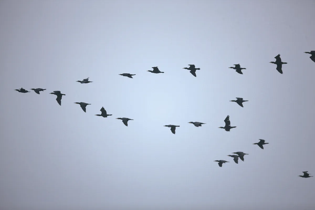 奇│妙│生│物 月落烏啼的水烏鳥  鸕鶿