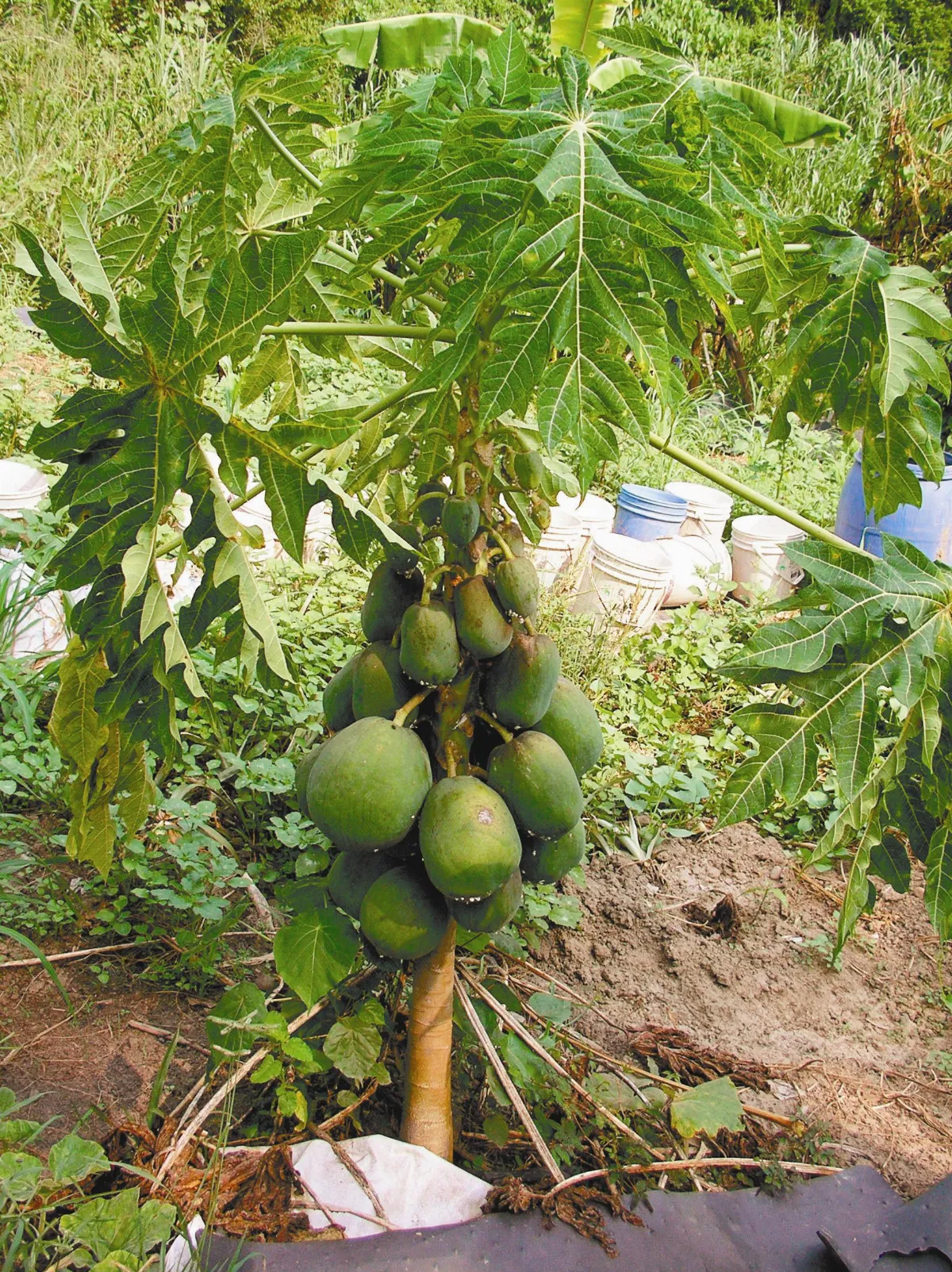 天然園 涼拌青木瓜