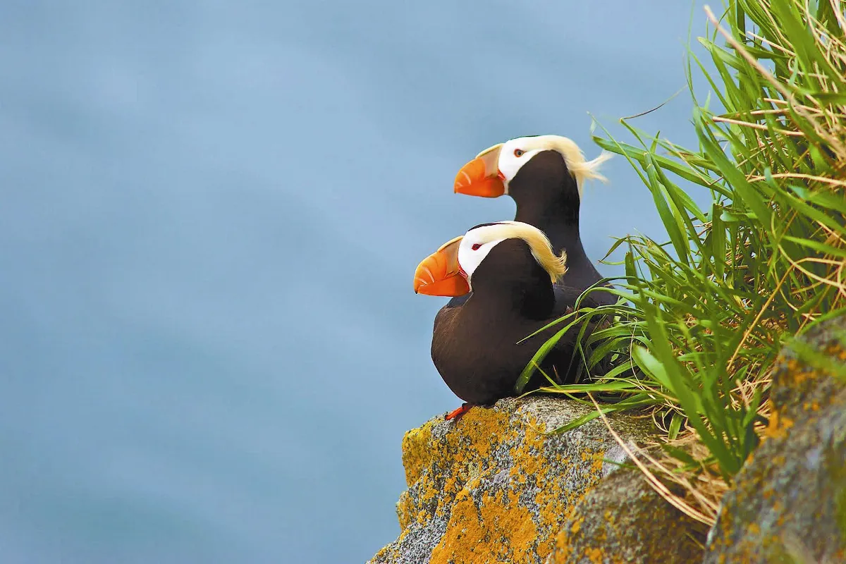 相遇．北美大地 金羽當髮飾的 簇絨海鸚